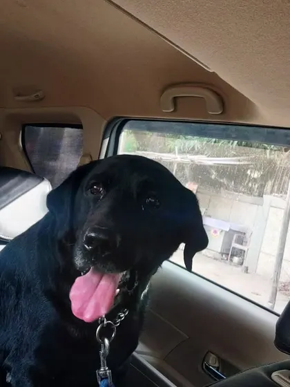 Furry Taxi is here to make your travel plans successful, with or without you. I offer reliable pet relocation from Delhi to anywhere in India.