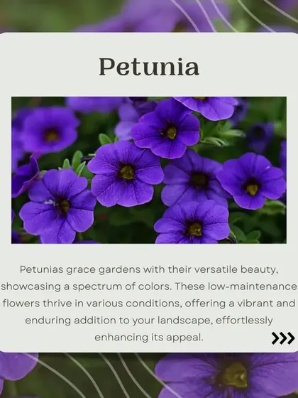 Petunias are a fantastic choice for long-lasting color. These low-maintenance flowers come in a wide spectrum of colors and thrive in various conditions, making them a reliable and beautiful addition to any landscape design.
