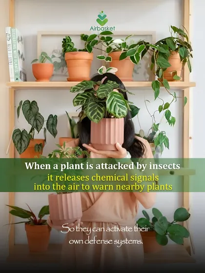Nature is so smart! When a plant is attacked by insects, it releases chemical signals to warn its neighbors. This allows other plants to activate their defenses.