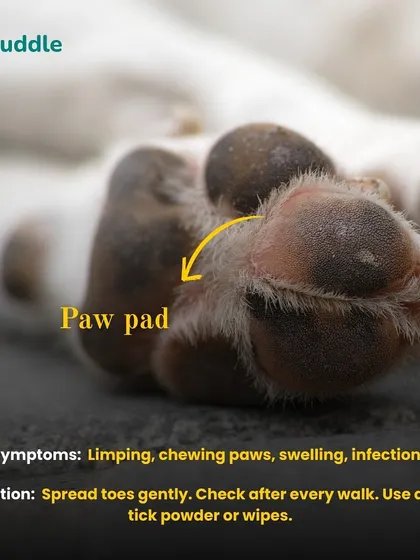 Don't forget to check between the paw pads for ticks. Symptoms like limping or chewing paws can be a sign of an issue. I recommend using anti-tick powder or wipes to keep their feet safe.