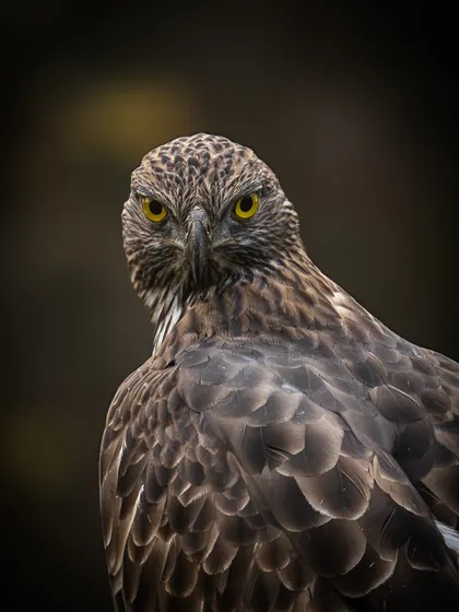 A piercing stare from a Crested Serpent Eagle. The tight framing and dark background focus all attention on its intense gaze, creating a powerful and memorable wildlife portrait.