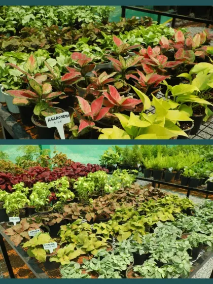 Our garden center is filled with a diverse collection of foliage plants. Here you can see colorful Aglaonema and Coleus plants, perfect for adding a splash of color to your indoor or outdoor spaces.