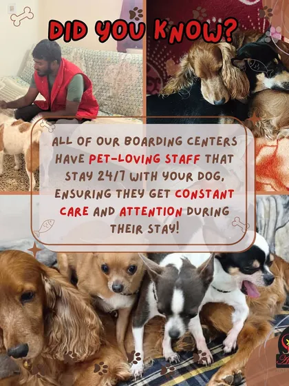 Did you know all of our boarding centers have pet-loving staff who stay on-site 24/7? This ensures your dog receives constant care and attention throughout their stay.