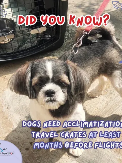Did you know that dogs need to be acclimatized to their travel crates at least 2 months before their flight? This preparation is key to ensuring they feel safe and secure during travel.