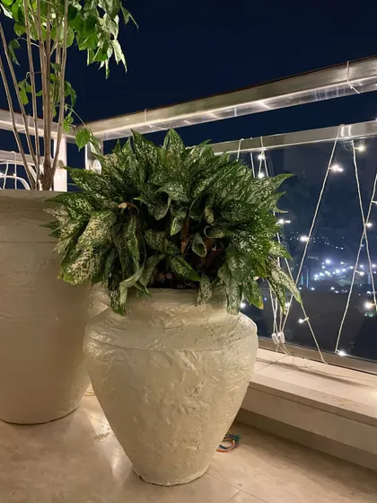 The beautiful, speckled leaves of an Aglaonema plant stand out against the night sky. Placed in one of our custom fiber pots, it adds texture and life to this festive balcony decor.