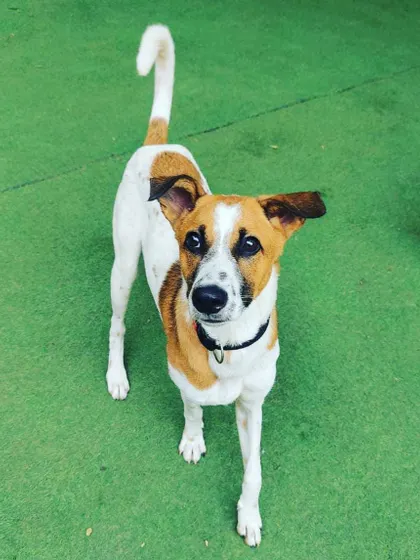 This Jack Russell Terrier mix is alert and ready for action. We cater to the high energy levels of terriers and other active breeds.