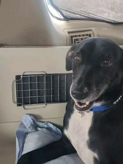 Xena looking happy and alert in the car after arriving in the USA. The journey is over, and a new life begins!