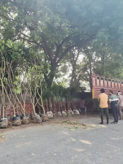 A full truckload of Plumeria Alba and other palms, ready to depart. This shows our capacity to supply a variety of large trees for a single project.