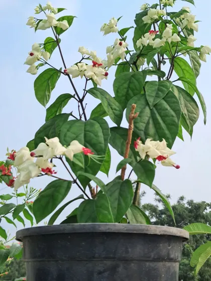A full view of a Bleeding Heart plant in a pot.