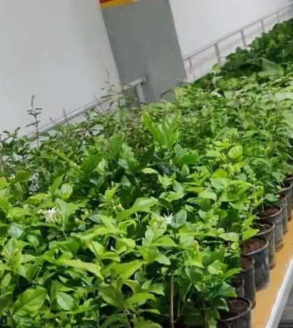 Rows of Jasmine plants ready to be distributed as part of an Environment Day celebration. We can source a wide variety of plants for bulk orders.