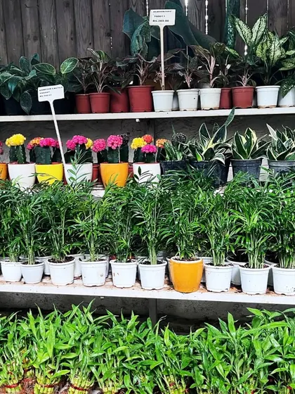 A shelf at one of our garden centers, showcasing a wide variety of houseplants, from lucky bamboo and palms to colorful cacti and snake plants, all ready for you to take home.