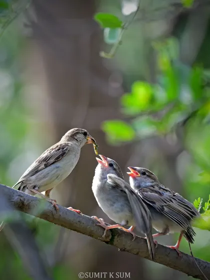 A tender moment as a mother House Sparrow feeds her hungry chicks. My guiding philosophy is 'bird first, photo later', and witnessing such intimate behaviours is a reward in itself. These are the stories that unfold when we observe nature with respect.