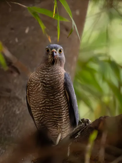 A Shikra, a common hawk in India, looks directly at the camera. Its striped chest and intense gaze are beautifully captured through a natural frame of leaves.