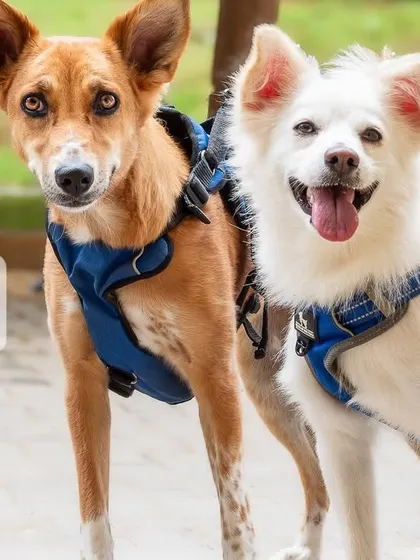 Two dogs, one indie and one pom, posing together. "You simply cannot have just one."