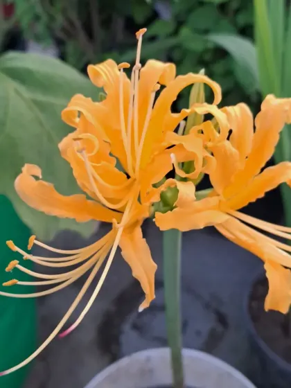 A close-up of the intricate Spider Lily flower.