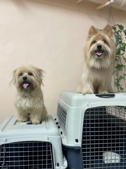 Moju and Gabbar sending some paws-itive vibes! These two cuties are ready for their next adventure.