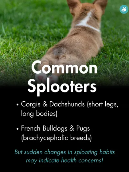 Certain breeds like Corgis and French Bulldogs are more prone to splooting due to their body structure. However, any sudden change in this habit warrants a closer look.