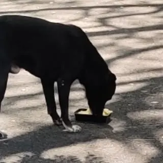 One of our neighborhood dogs, Storm, enjoys the healthy meal of chicken and rice specially prepared by the children.