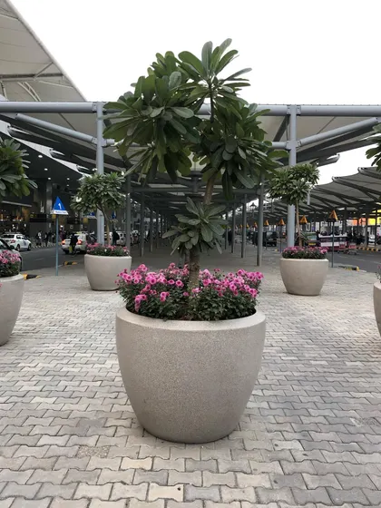 Another view of the Champa trees in their large stone-finish planters. These trees are known for their beautiful, fragrant flowers and are a great choice for entrances and patios.