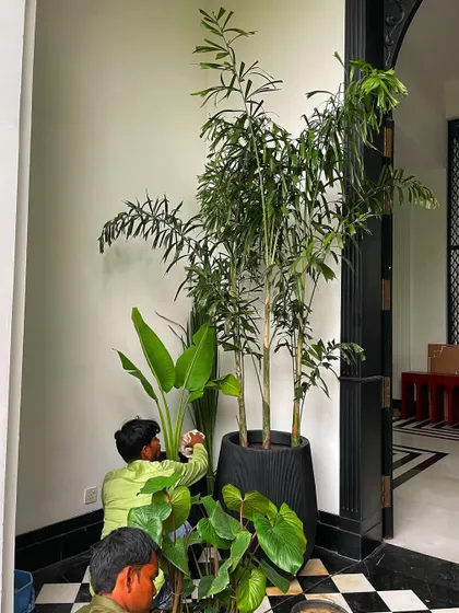 My team member carefully cleaning the leaves of a Bird of Paradise plant to make sure it looks perfect for the camera. Every detail matters!