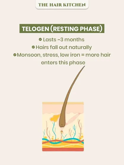 During the Telogen or 'Resting' phase, which lasts about 3 months, hairs naturally prepare to fall out. This infographic explains how factors like monsoon weather, stress, or low iron can push more hair into this phase, leading to increased shedding.