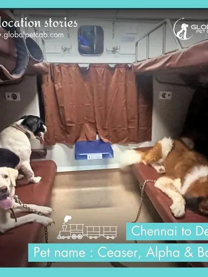 A full house on the move! Ceaser, Alpha, and Batri share a spacious coupe on their train journey from Chennai to Delhi. We can accommodate multiple pets from the same family together for a comfortable relocation.