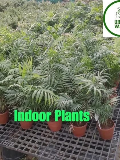 More Parlor Palms ready for sale.