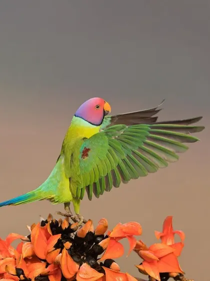 A Plum-headed Parakeet spreads its wings, showing the beautiful feathers underneath. Capturing these fleeting moments of action is always a goal.