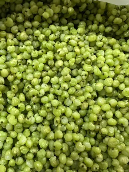 Fresh Ponk, or tender green sorghum. This winter delicacy from Gujarat is the base for many wonderful dishes like kebabs, vadas, and bhel.