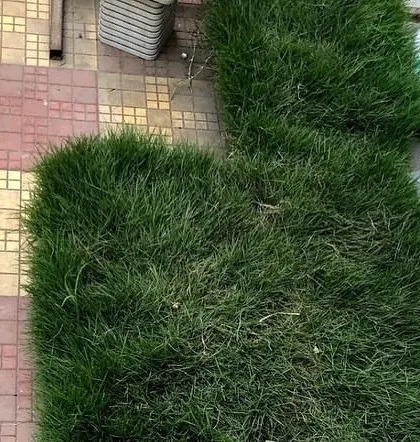 Even small patches can be transformed. Here are some squares of fresh carpet grass ready to be fitted into a tiled patio area, bringing a touch of green to a hardscape.