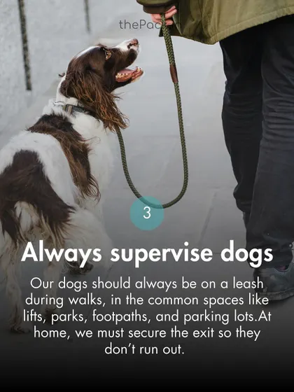 Always supervise dogs in common areas. Keeping them on a leash in lifts, parks, and parking lots is essential for everyone's safety and comfort.