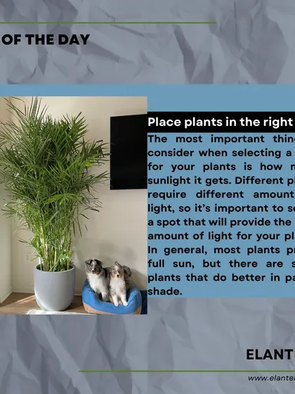 Tip of the day: Place your plants in the right spot. Consider the sunlight requirements for each plant, as some prefer full sun while others do better in partial shade.