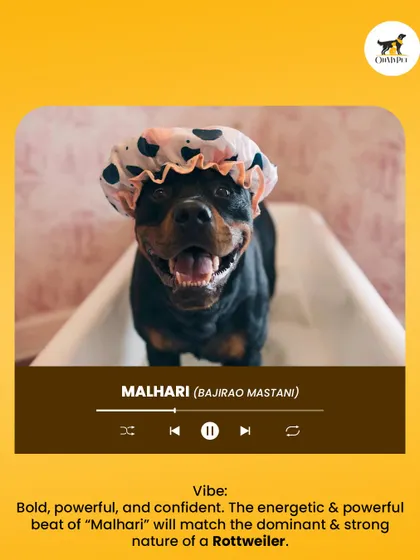 The bold and powerful vibe of a Rottweiler perfectly matches the energy of the song "Malhari." This confident doggo is ready for his bath.