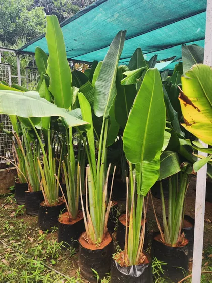 The Traveller Palm is a fantastic choice for making a bold statement in a tropical landscape. We have a healthy stock of these beautiful plants ready for bulk orders.