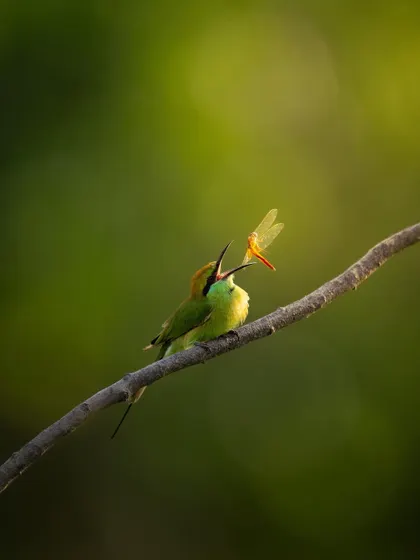 A Green Bee-eater tosses a dragonfly in the air before eating it. This is a classic behavior, and capturing it with the insect so clearly visible is a rewarding challenge.