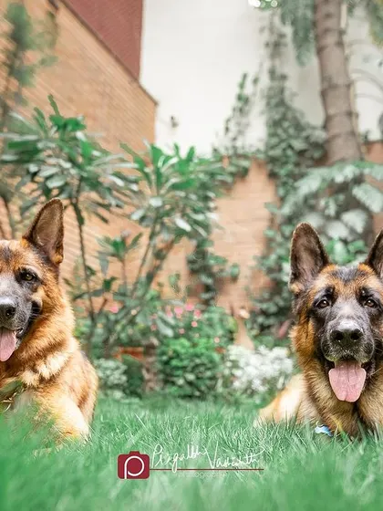 Just the two German Shepherd siblings, looking regal and attentive. The natural environment complements their classic look perfectly.