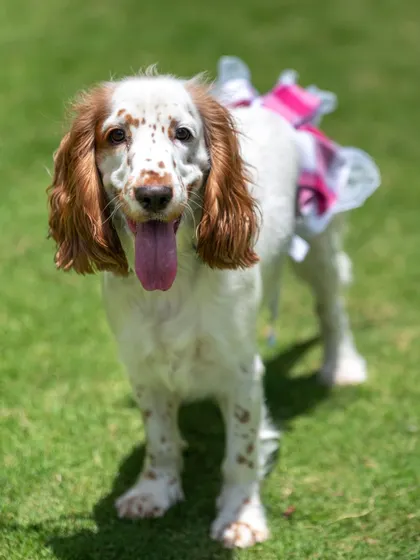 Luna the Spaniel is ready for her close-up in her adorable pink and white tutu. This full-body shot shows how props can be part of a fun, playful theme for your pet's photos.