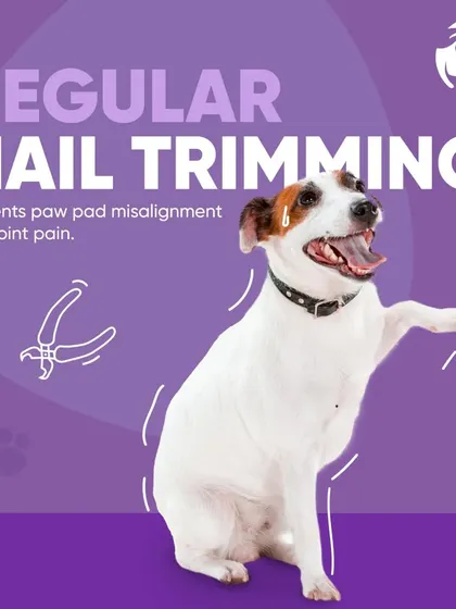 Overgrown nails can cause discomfort, affect your pet's posture, and lead to joint issues. I perform safe and precise nail trimming to ensure your pet's paws are healthy and they can walk comfortably.