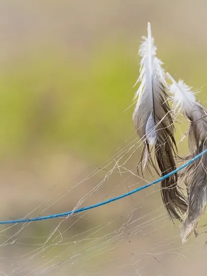 Feathers caught in a spiderweb on a poaching net, the delicate and sad remains of a bird that lost its life unnecessarily.