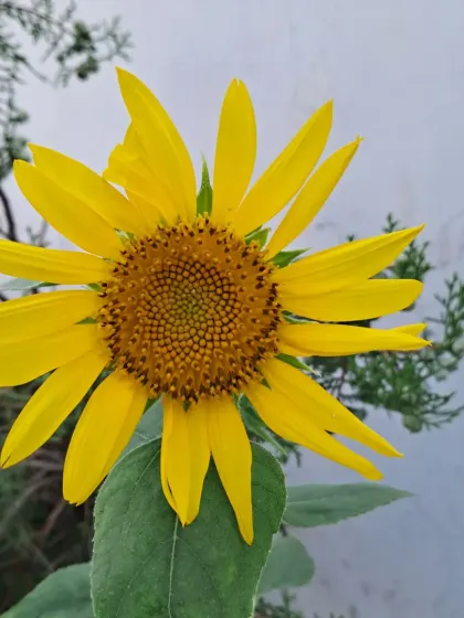 A close-up of a sunflower's center, showing the intricate seed pattern.