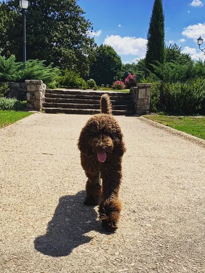 This is London, a graduate who used to have reactivity issues on the leash. Now her owners have the tools to "nip it in the butt" and enjoy peaceful walks.