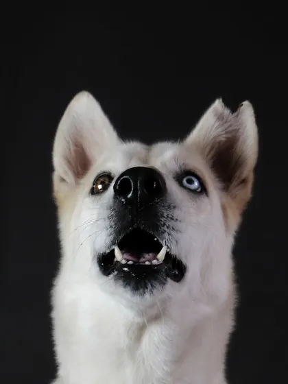 Siya, the husky with two different colored eyes, looking up in anticipation. The black background creates a dramatic and focused portrait.