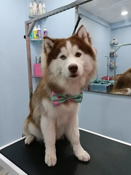 The handsome but grumpy-looking Simba the Husky, all fresh and clean after his grooming session.