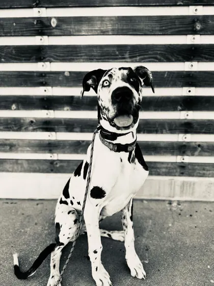 A duplicate black and white shot of our Great Dane graduate.