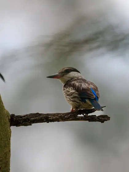 A Striped Kingfisher perches on a branch. While its upper body is a cryptic greyish-brown, its metallic blue tail and back become visible in flight.