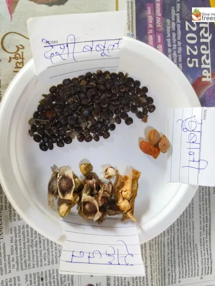 A plate showing different types of native seeds: Desi Babool, Subabool, and Sahjan. We use a variety of indigenous seeds in our seed ball activities to create a diverse and resilient forest.