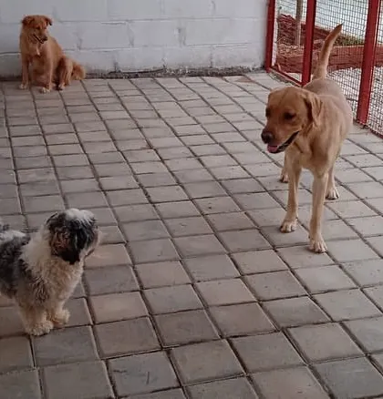 A lazy evening with friends. A Shih Tzu, a Labrador, and a Golden Retriever sharing a quiet moment in our paved play area.