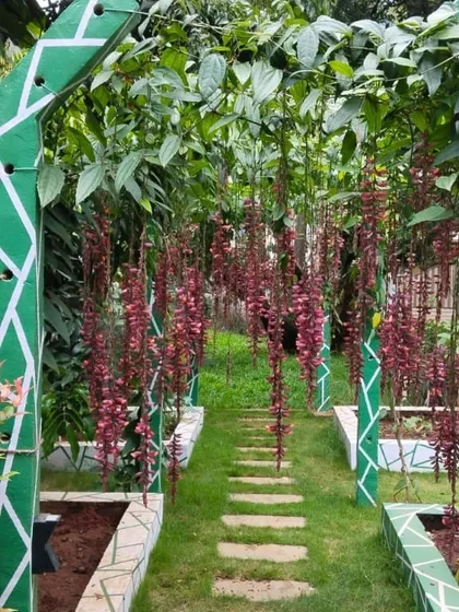 A beautiful garden pathway framed by a green archway adorned with hanging red flowering vines. I design and install structures like arches and pergolas to add vertical interest and create enchanting walkways within a garden.