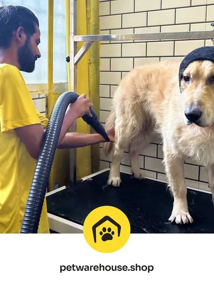 A powerful but quiet blow dryer and a Happy Hoodie make all the difference for this Golden Retriever. This combination helps us dry their thick coat efficiently while minimizing stress from the noise.