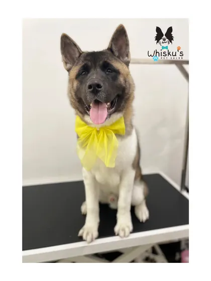 Archie the Akita is all done with his grooming and looking fantastic.